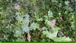 IMG_00004061