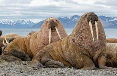 Walrus, Raksasa Lautan yang Bertaring Panjang