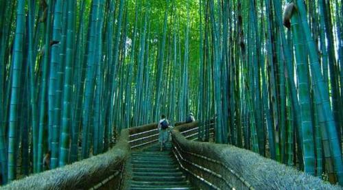 Bamboo Footpath in Japan