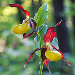 Gelber Frauenschuh - Cypripedium calceolus