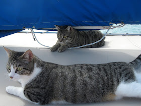 Willow & Buffy, ship's cats on So It Goes, CAL-34 sailboat