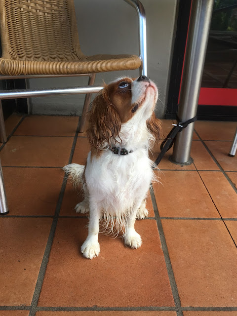 Adult cavalier Ava sitting is looking upwards. She is tethered to a cafe table.