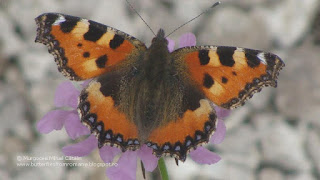 Aglais urticae DSC92344