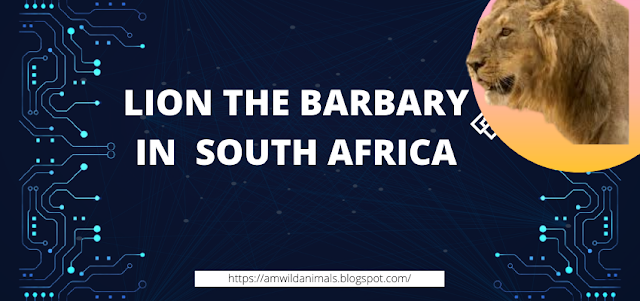 LION THE BARBARY