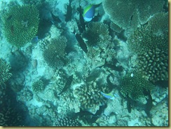 Coral-1