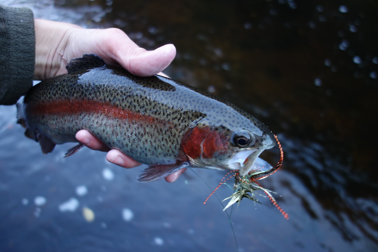 Connecticut Fly Angler: Steak and Eggs, and Sewer Trout