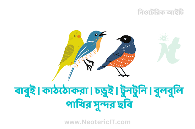 বাবুই  কাঠঠোকরা  চড়ুই  টুনটুনি  বুলবুলি পাখির সুন্দর ছবি - NeotericIT.com