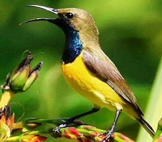 burung-sogok-ontong-atau-kolibri-madu-muda-trotol-gacor-makanan-perawatan-harga