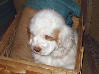 Clumber Spaniel Puppy Picture