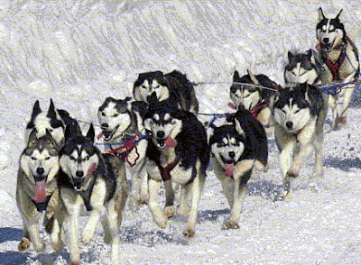 Dog Sled