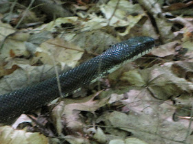 rat snake