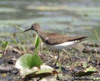 Solitary Sandpiper