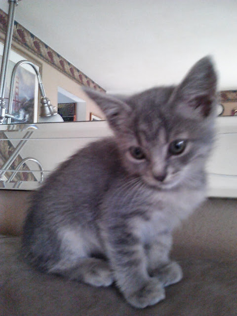 grey kitten on couch