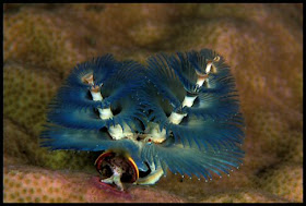 Christmas tree worm Images