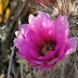 cactus flowers photos.