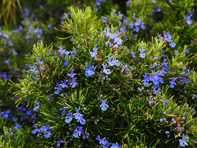 Planta de romero con flores azules