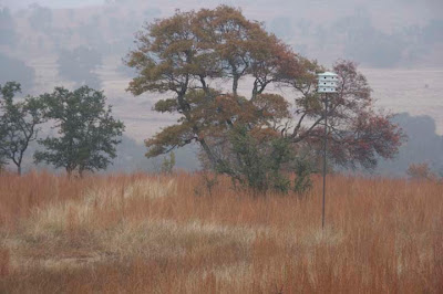 Texas oak turning red near purple martin house on foggy day. ©2007 M Bamberger