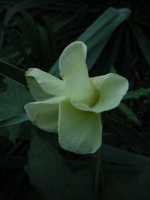 candy corn plant. is the Candy Corn Cuphea