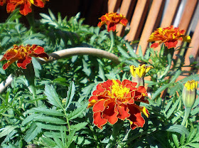 rusty red tagetes marigolds