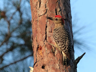 Melanerpes rubricapillus - Pic à couronne rouge