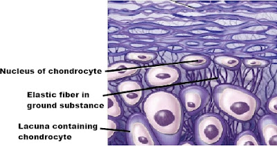 cartilage, the three types of connective tissue include, collagen disorders diseases, connective tissue for kids, connective tissue types, connective tissue disease, connective tissue slideshare, connective tissue diagram, connective tissue in brain, connective tissue of choroid, connective tissue disorder ppt, areolar tissue, areolar tissue found, areolar tissue wiki, areolar tissue images, areolar tissue diagram, areolar tissue example, areolar tissue picture, areolar tissue connects, large areolar tissue images, location of areolar connective tissue, areolar tissue description, areolar tissue function, areolar tissue quizlet, areolar tissue image, areolar connective tissue labeled, is areolar connective tissue vascular, What are the four types of tissue and their functions?
