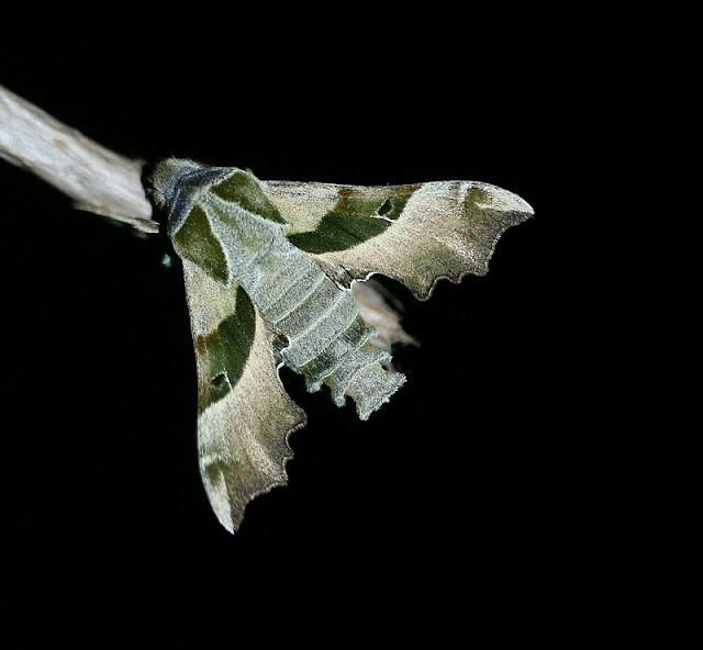 Nachtkerzenschwärmer, Proserpinus proserpina