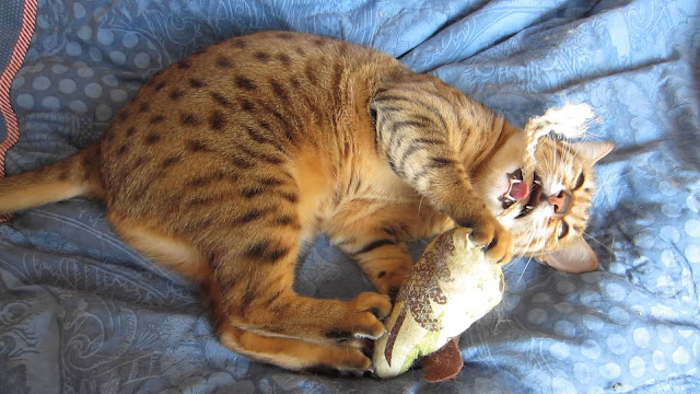 Egyptian Mau Cat kitten playing  image