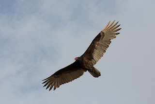 Turkey Vulture