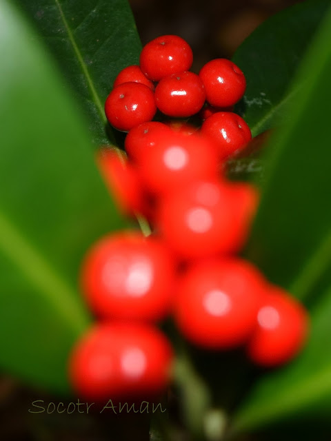 Skimmia japonica