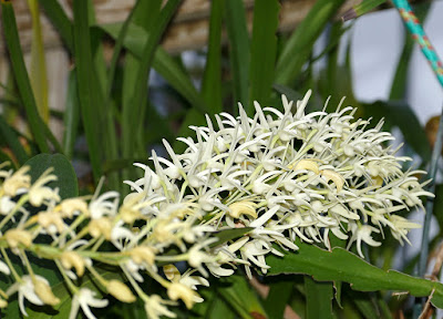 Dendrobium speciosum orchid plant care and culture