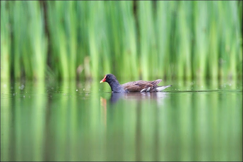Moorhen