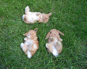 Funny animals of the week - 22 November 2013 (35 pics), three slepping bunnies