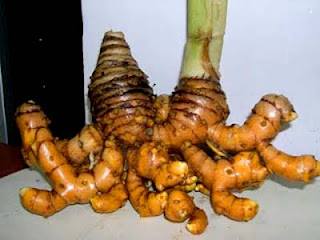 Curcuma