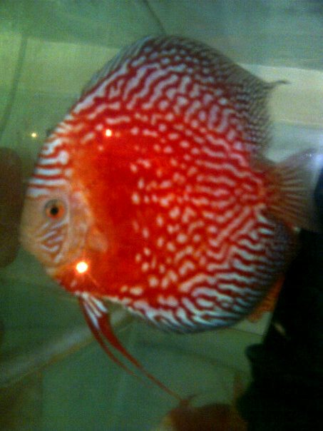 ikan hias discus phytoncatfishfarm