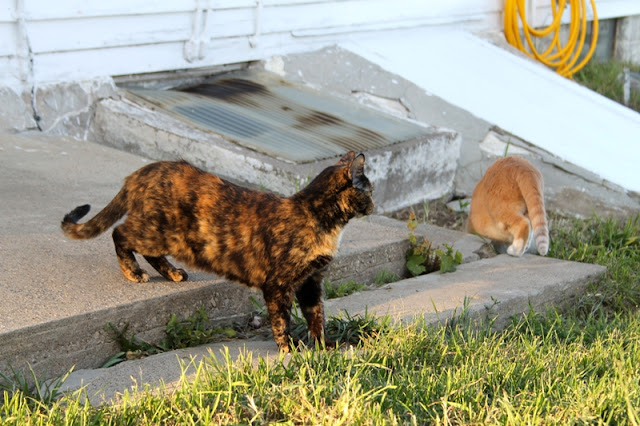 Kitties on the back porch at Aspendance Alpacas