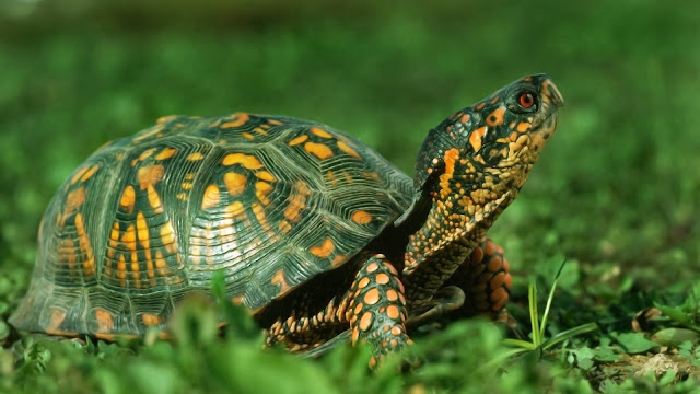 Foto met schildpad groen met geel