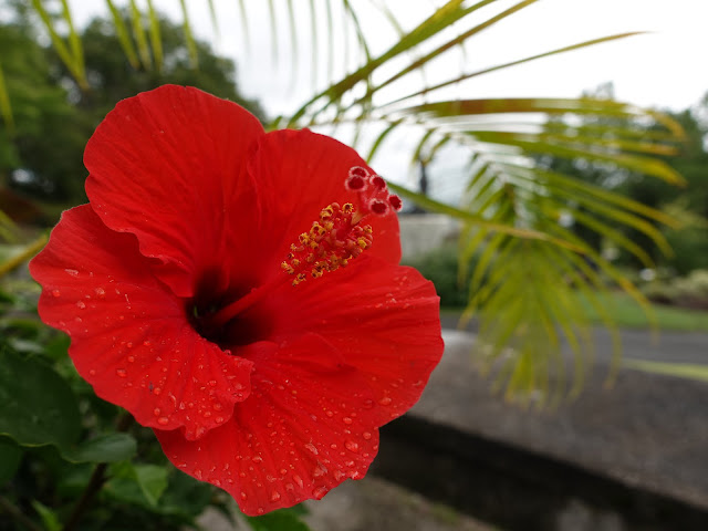 とっとり花回廊のハイビスカス