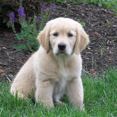 golden retriever dogs and puppies. Golden Retriever Cute Puppies