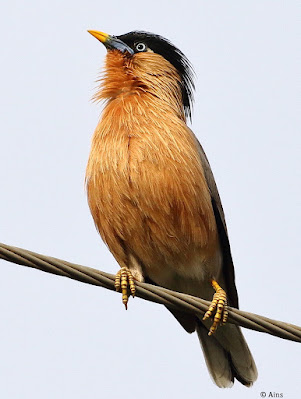 Brahminy Starling - is a member of the starling family of birds