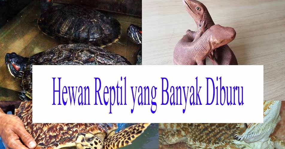 10 Jenis Hewan  Reptil  yang Banyak Diburu untuk Dijadikan 