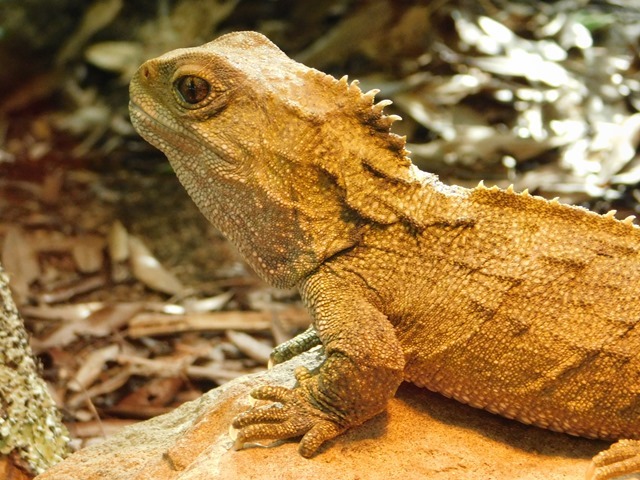 C140_NZ NI Mt Bruce Wildlife Centre_2018-04-27_DSCN9168
