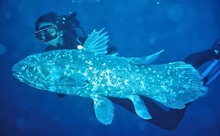 Ikan Raja  Laut Ikan Purba  DASBOR PARIWISATA