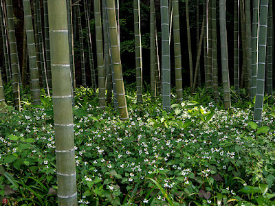 Bamboo grove: Eisho-ji