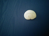 The top portion of a moon snail shell, bleached white from the sun.