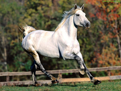 Horse Standard Resolution Wallpaper 37