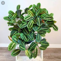 9 Tanaman Hias Cantik Untuk Disc Garden prayer plant