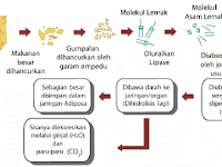 Karbohidrat Disimpan Dalam Hati Dalam Bentuk