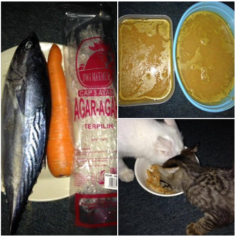 Resepi Makanan Kucing Terbaik Yang Mudah Dan Protein Tinggi