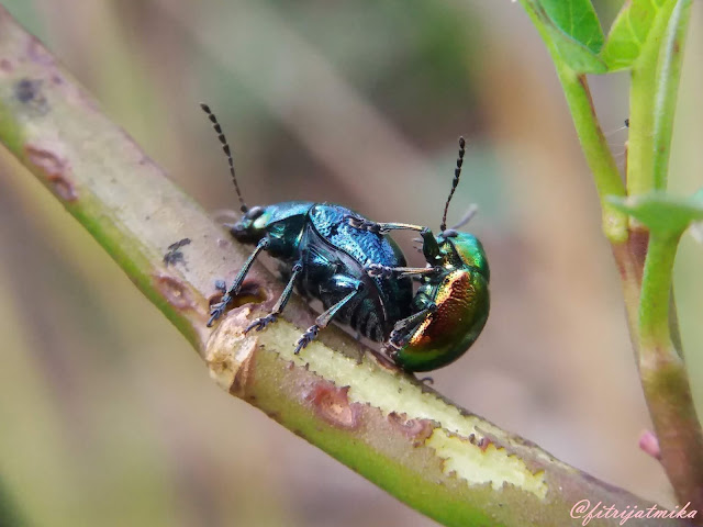 Crysomeliade Mating