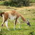 CORRIDA DEL GUANACO: TODO LO QUE HAY QUE SABER PARA QUE NO SE LO GARCHEN A UNO TAMBIEN, SI ANDA POR CHUBUT.